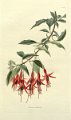 Fuchsia multiflora