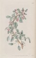 Fuchsia parviflora (drawing J. Lindley)