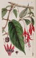 Fuchsia radicans (drawing J. Miers)