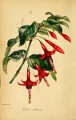 Fuchsia radicans (drawing S. Holden)