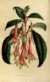 Fuchsia serratifolia (drawing L. Stroobant)