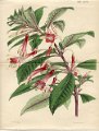 Fuchsia serratifolia (drawing W.H. Fitch)