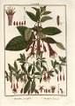 Fuchsia serratifolia-decussata