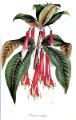 Fuchsia serratifolia