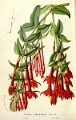 Fuchsia simplicicaulis 2