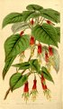 Fuchsia splendens 1