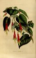 Fuchsia splendens 2