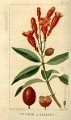 Fuchsia triphylla (drawing J.T. descourtilz)