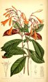 Fuchsia triphylla (drawing M. Smith)