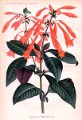 Fuchsia triphylla 1