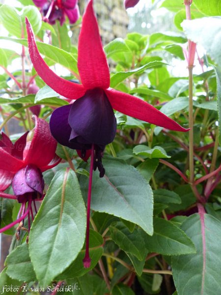 Bella Fuchsia Soila.JPG