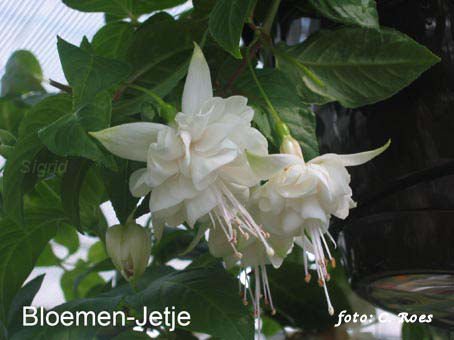 Bloemen-Jetje.JPG