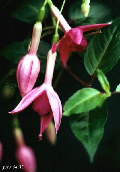 Bloemendaal.JPG