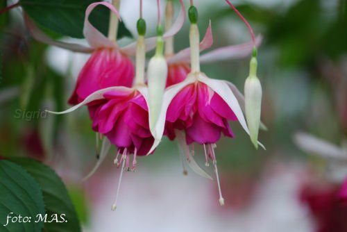 Botanische Garten Bonn.JPG