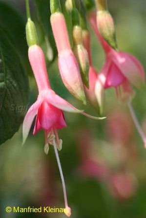 Botanischer Garten Berlin.JPG