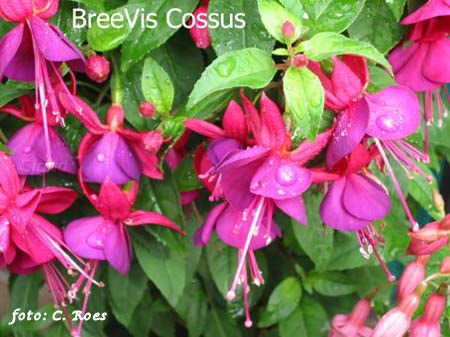 BreeVis Cossus.JPG