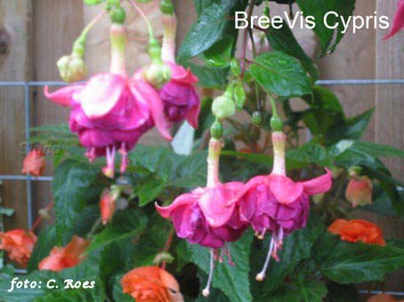 BreeVis Cypris.JPG