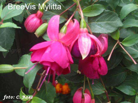 BreeVis Mylitta.JPG