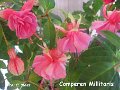 Comperen Millitaris