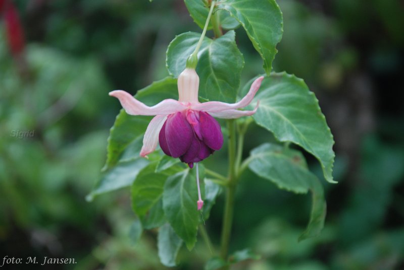 Eurofuchsia 2007 Denmark.JPG