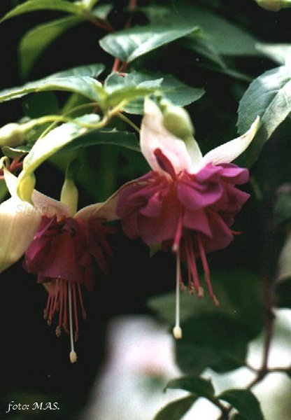 Eurofuchsia.JPG