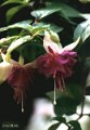 Eurofuchsia