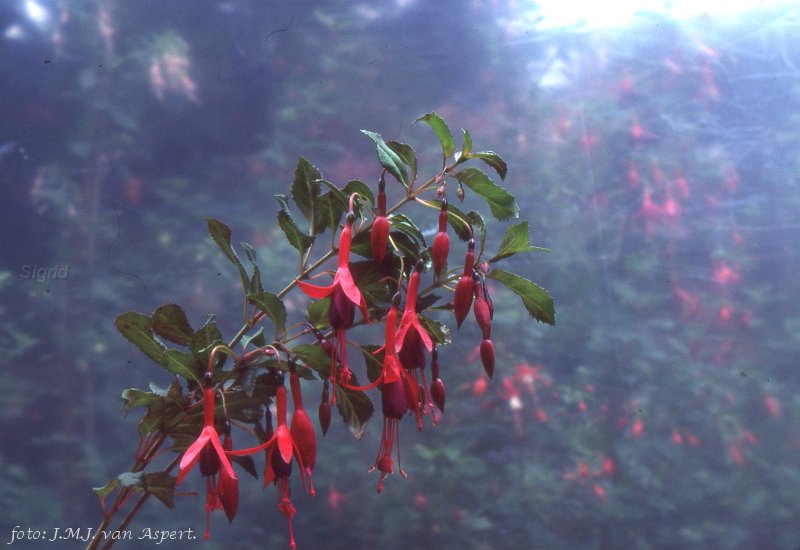 Floralies de Nantes.JPG