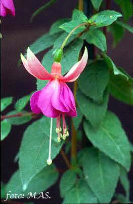 Fuchsia Fanfare.JPG