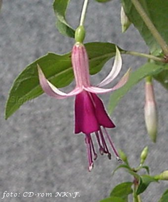 Fuchsiade '88.JPG