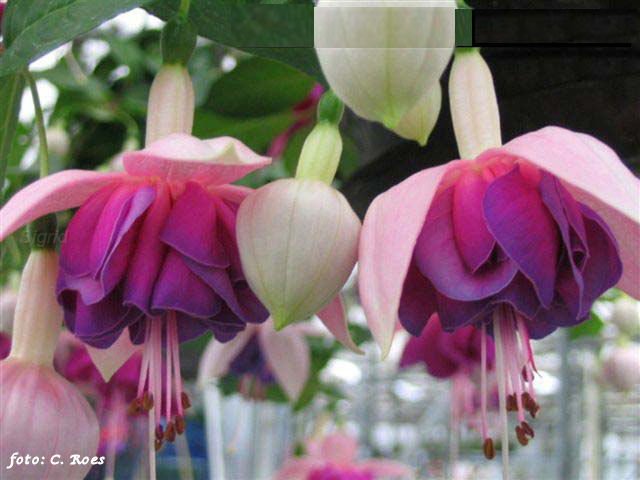 Fuchsienfreunde Rhein-Rhur.JPG