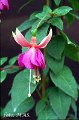 Fuchsia Fanfare