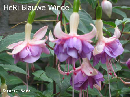 HeRi Blauwe Winde.JPG