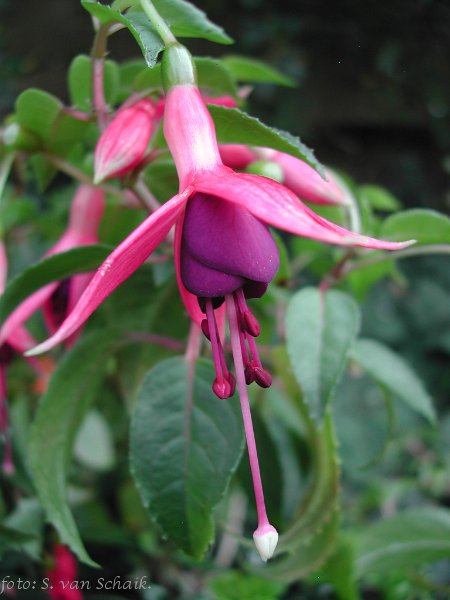 Henkelly's Odillia.JPG