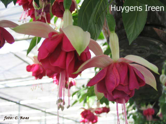 Huygens Ireen.JPG