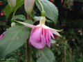 Huet's Fuchsiet