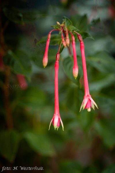 Jaspers Sprietje.JPG - Jaspers Sprietje.JPG