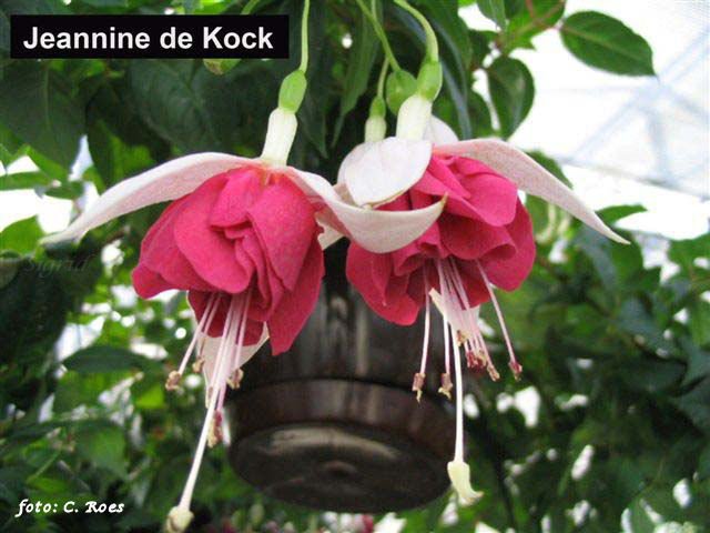 Jeannine de Kock.JPG