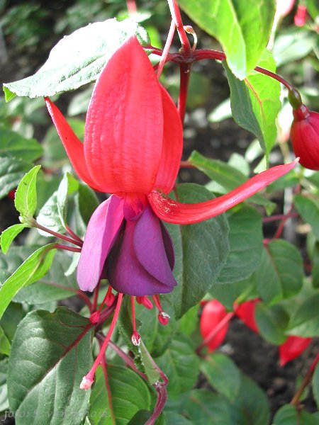 Mission Bells.JPG