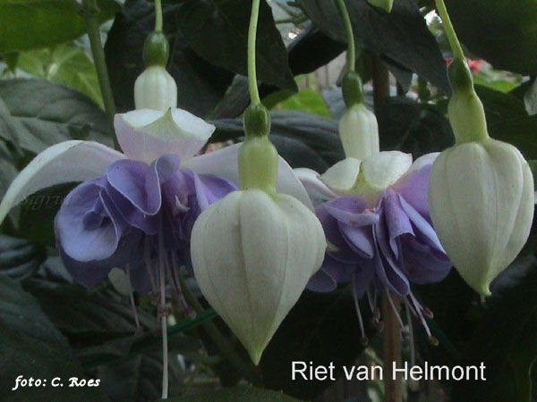 Riet van Helmont.JPG