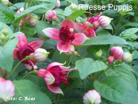 Roesse Puppis.JPG