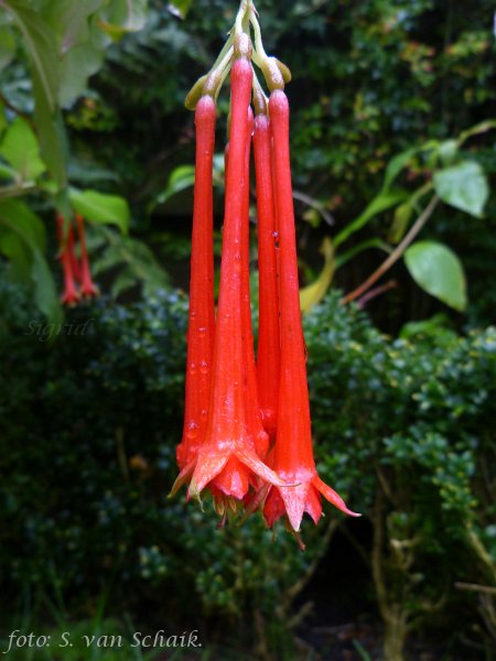 Rubra Grandiflora.JPG