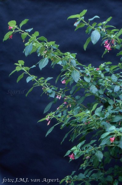 F. encliandra ssp. encliandra.JPG