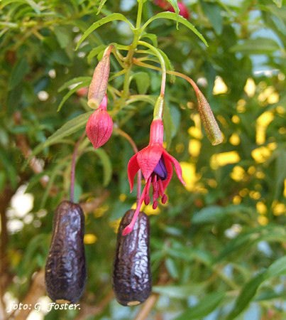F. magellanica var. myrtifolia.JPG