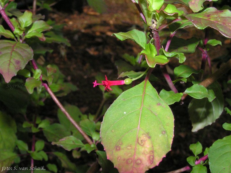 F. microphylla Pacaja.JPG