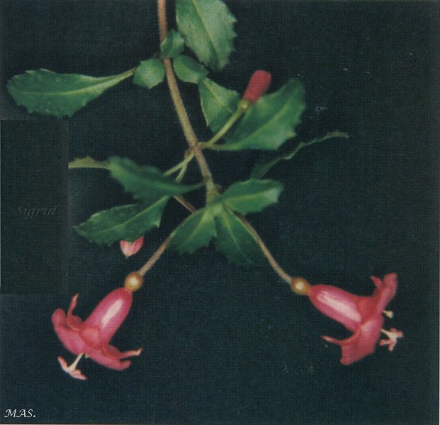 F. microphylla var. thymifolia.JPG