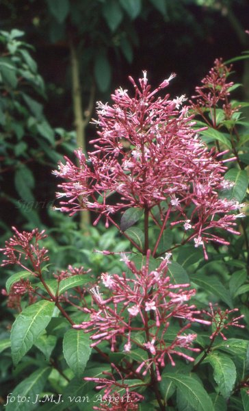 F. paniculata.JPG