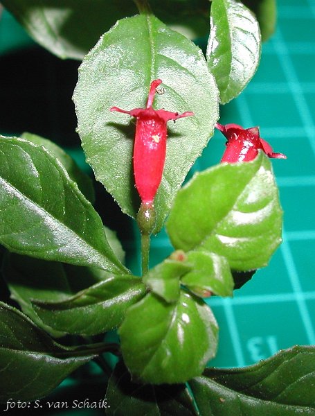 F. parviflora berkley.JPG