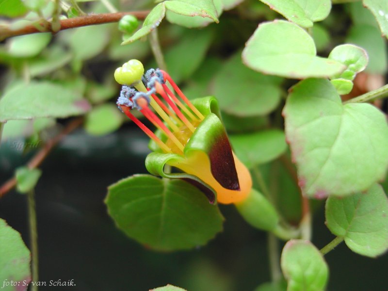 F. procumbens 2006.JPG