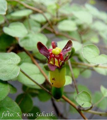 F. procumbens var.argenta.JPG