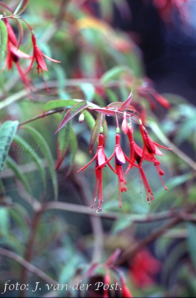 F. regia ssp. regia.JPG